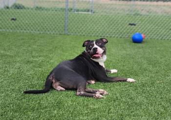 American Bulldog and Mixed Breed Dogs Available for Adoption - Xara | PetCurious