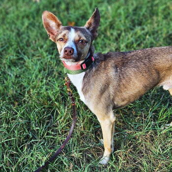 Rescue Rat Terrier and Chihuahua Dogs for Adoption in Atlanta, Georgia - Miles (VA) | PetCurious