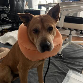 Mixed Breed Dogs Available for Adoption in Rockville, Maryland - Elvis | PetCurious