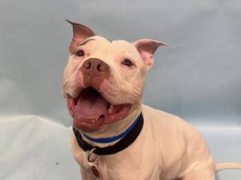 Cane -  Pit Bull Terrier and Mixed Breed Dog for Adoption in Woodbury, Minnesota - Cane | PetCurious