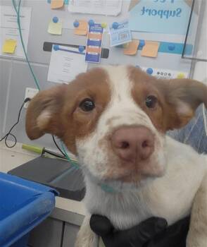 CINDERELLA -  Mixed Breed Dog for Adoption in Dallas, Texas - CINDERELLA | PetCurious