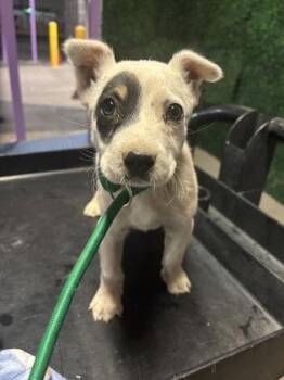 Mixed Breed Dogs Available for Adoption in El Paso, Texas - 60845878 | PetCurious