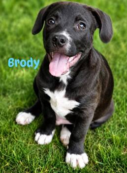 Black Labrador Retriever Dogs Available for Adoption in Pembroke, Massachusetts - Brody | PetCurious
