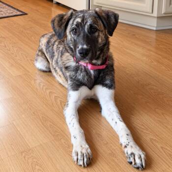Hattie -  Anatolian Shepherd Dog for Adoption in Foley, Alabama - Hattie | PetCurious