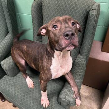 Rescue Pit Bull Terrier Dogs for Adoption in Seneca, Pennsylvania - Dusty | PetCurious