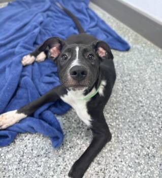 Carmen in NH. Come Meet our Adoptable Dogs Wednesday-Saturday. M -  Labrador Retriever Dog for Adoption in Manchester, New Hampshire - Carmen In NH. Come Meet Our Adoptable Dogs Wednesday-Saturday. M | PetCurious