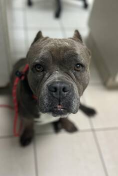 Rescue American Bully Dogs for Adoption in Gloucester Point, Virginia - Storm (D1881) | PetCurious