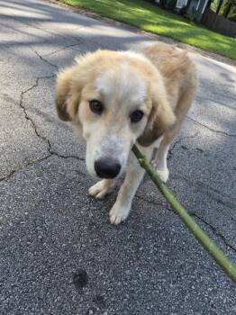 Pen 187 -  Great Pyrenees Dog for Adoption in Lawrenceville, Georgia - Pen 187 | PetCurious