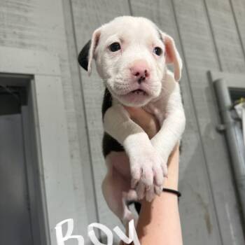 Labrador Retriever and Staffordshire Bull Terrier Dogs Available for Adoption in Amory, Mississippi - Carrot 032302A | PetCurious