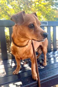 Odin -  Dachshund and Chihuahua Dog for Adoption in Maryville, Tennessee - Odin | PetCurious