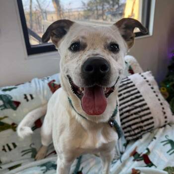 German Wirehaired Pointer and Mixed Breed Dogs Available for Adoption - River | PetCurious