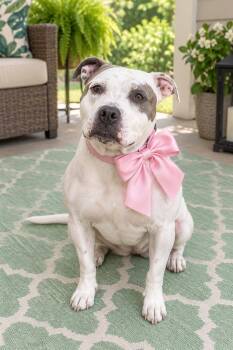 Fiona -  American Bully Dog for Adoption in Crosby, Texas - Fiona | PetCurious
