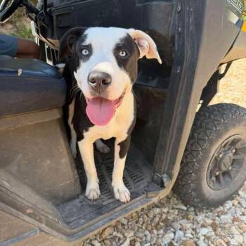 Ledger -  Australian Shepherd Dog for Adoption in Hollister, Missouri - Ledger | PetCurious