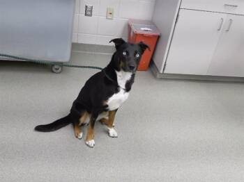 EDITH -  Husky and Mixed Breed Dog for Adoption in Omaha, Nebraska - EDITH | PetCurious