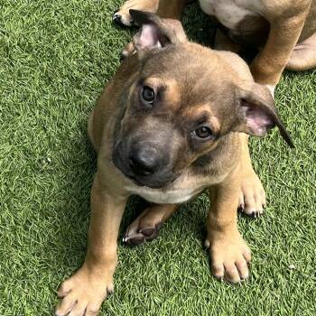 Maxine 7750 -  Mixed Breed Dog for Adoption in Loxahatchee Groves, Florida - Maxine 7750 | PetCurious