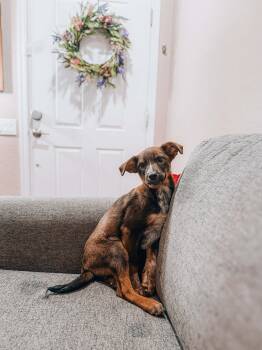 Australian Cattle Dog Blue Heeler Dogs Available for Adoption in Goodyear, Arizona - Dorothy | PetCurious