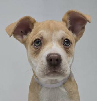 Labrador Retriever Dogs Available for Adoption - Mercedes | PetCurious