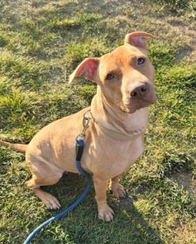 Rescue Terrier and Mixed Breed Dogs for Adoption in Twinsburg, Ohio - Honey Bun | PetCurious