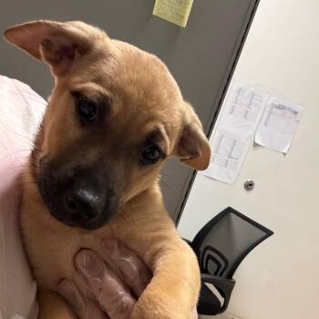Kelly Garrett -  Mixed Breed Dog for Adoption in Charleston, West Virginia - Kelly Garrett | PetCurious