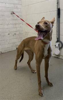EVEREST -  Pit Bull Terrier and Mixed Breed Dog for Adoption in San Bernardino, California - EVEREST | PetCurious