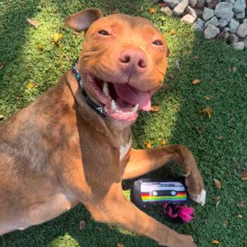 Lilly -  Pit Bull Terrier Dog for Adoption in Indianapolis, Indiana - Lilly | PetCurious