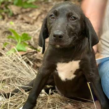 Mountain Cur and Mixed Breed Dogs Available for Adoption in Lucedale, Mississippi - MOLLY | PetCurious
