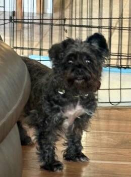 26Grizzly -  Terrier Dog for Adoption in Shingle Springs, California - 26Grizzly | PetCurious