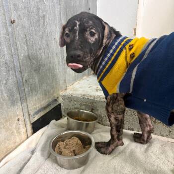 Bingo -  Pit Bull Terrier Dog for Adoption in Austin, Texas - Bingo | PetCurious
