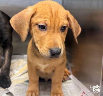 Ernie -  Labrador Retriever and Shepherd Dog for Adoption in Washington, District Of Columbia - Ernie | PetCurious