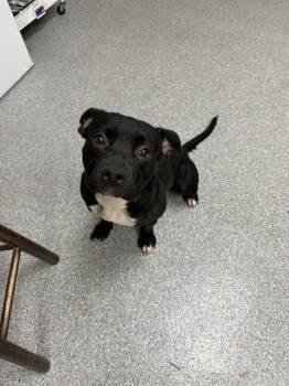 SHADOW -  Pit Bull Terrier and Mixed Breed Dog for Adoption in Pasadena, Texas - SHADOW | PetCurious