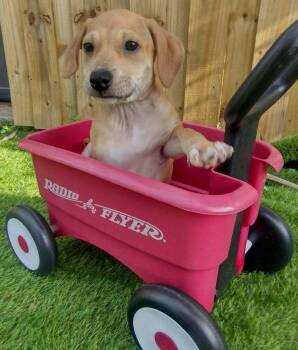 Black Mouth Cur Dogs Available for Adoption in Winter Garden, Florida - Neely | PetCurious