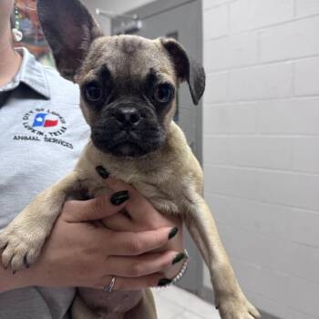 Pug Dogs Available for Adoption - Pudge | PetCurious