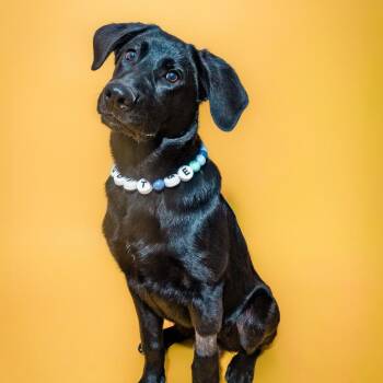 Black Labrador Retriever and German Shepherd Dog Dogs Available for Adoption in Columbia, Missouri - Diesel | PetCurious