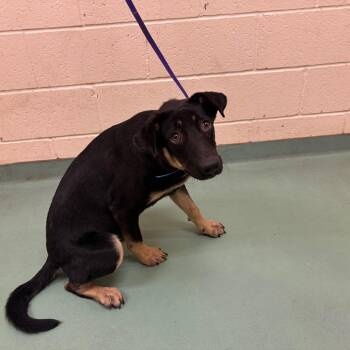 Willy -  Mixed Breed Dog for Adoption in Memphis, Tennessee - Willy | PetCurious