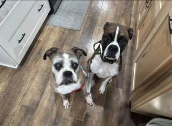 Rescue Boxer Dogs for Adoption in Owatonna, Minnesota - Stanley | PetCurious