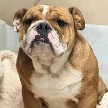 Mugsy -  English Bulldog Dog for Adoption in Hackett, Arkansas - Mugsy | PetCurious