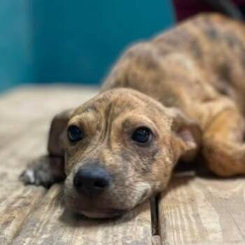 Bobby (20260716-06) -  Mixed Breed Dog for Adoption in Niagara Falls, Ontario - Bobby (20260716-06) | PetCurious