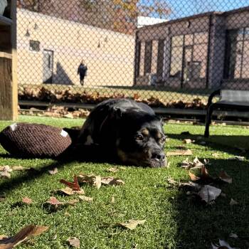 Rescue Rottweiler and Pit Bull Terrier Dogs for Adoption in Eatontown, New Jersey - Rocco | PetCurious