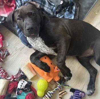 Macchiato -  Labrador Retriever and Pit Bull Terrier Dog for Adoption in Evergreen, Colorado - Macchiato | PetCurious