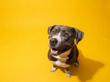 BELUGA -  Mixed Breed Dog for Adoption in Jacksonville, Florida - BELUGA | PetCurious