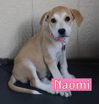 Naomi -  Labrador Retriever Dog for Adoption in Southlake, Texas - Naomi | PetCurious