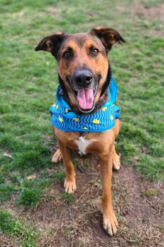 Rescue Shepherd Dogs for Adoption in Santa Monica, California - Rocky | PetCurious