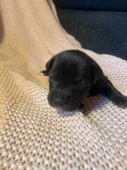 Pit Bull Terrier and Mixed Breed Dogs Available for Adoption - Broski | PetCurious