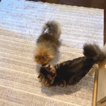 Trevor -  Pomeranian and Mixed Breed Dog for Adoption in San Francisco, California - Trevor | PetCurious
