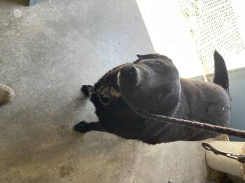 Sparky -  Black Labrador Retriever Dog for Adoption in Lordsburg, New Mexico - Sparky | PetCurious