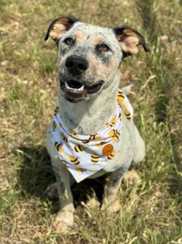 Cattle Dog Dogs Available for Adoption - Bella (Cindy Lou) | PetCurious