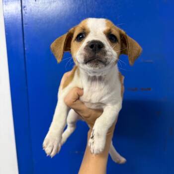 Milie -  Beagle Dog for Adoption in Wahiawa, Hawaii - Milie | PetCurious