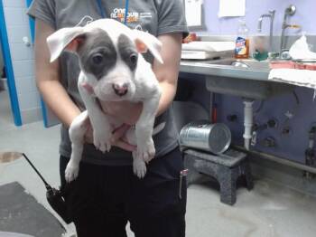 PETE -  Pit Bull Terrier and Mixed Breed Dog for Adoption in Albuquerque, New Mexico - PETE | PetCurious
