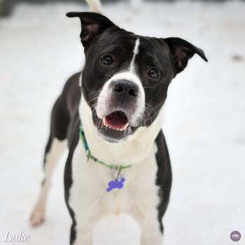 Mixed Breed Dogs Available for Adoption - Luke | PetCurious