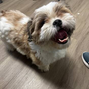 Rescue Shih Tzu Dogs for Adoption in Lawrenceville, Georgia - Ralphie Parker | PetCurious